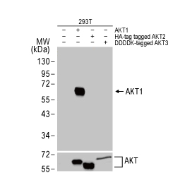 AKT1 antibody [HL1142] (GTX636413)